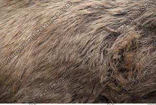 boar fur 0002